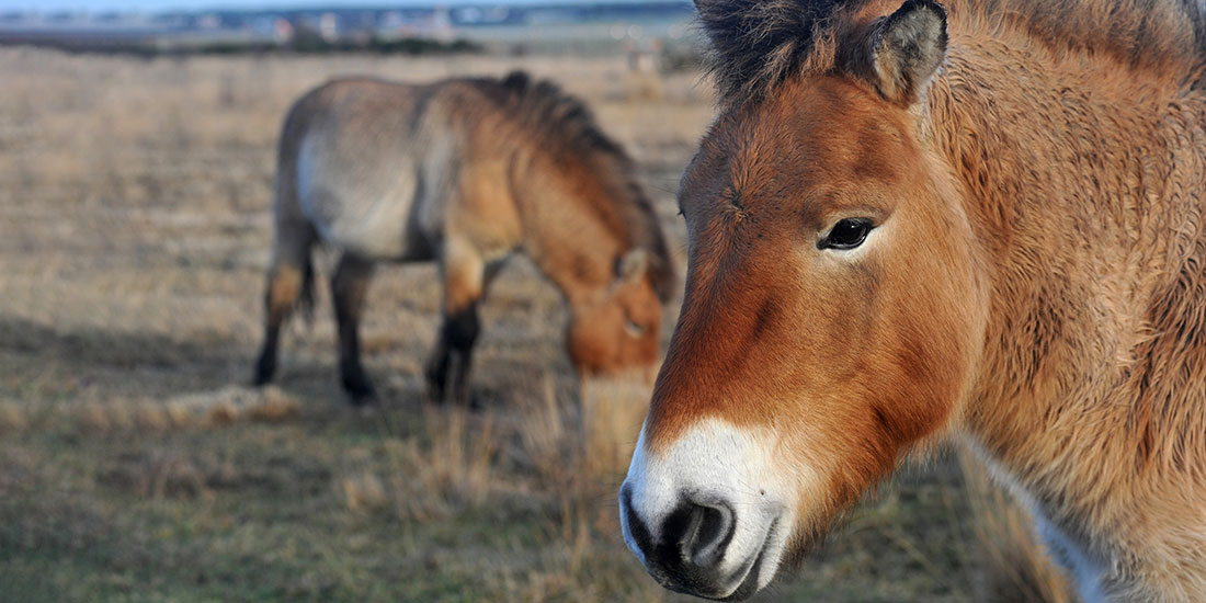 Przewalski's Horses