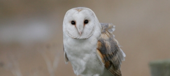 Barn Owl
