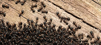 swarm of ants on wood