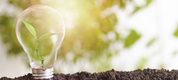 Lightbulb, planted in soil with a sapling growing inside.