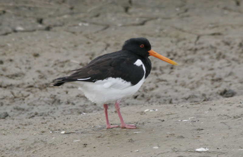 Oystercatcher
