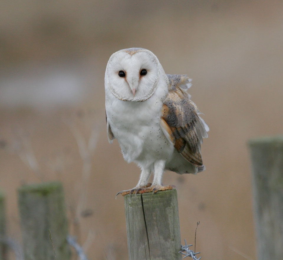 Barn Owl