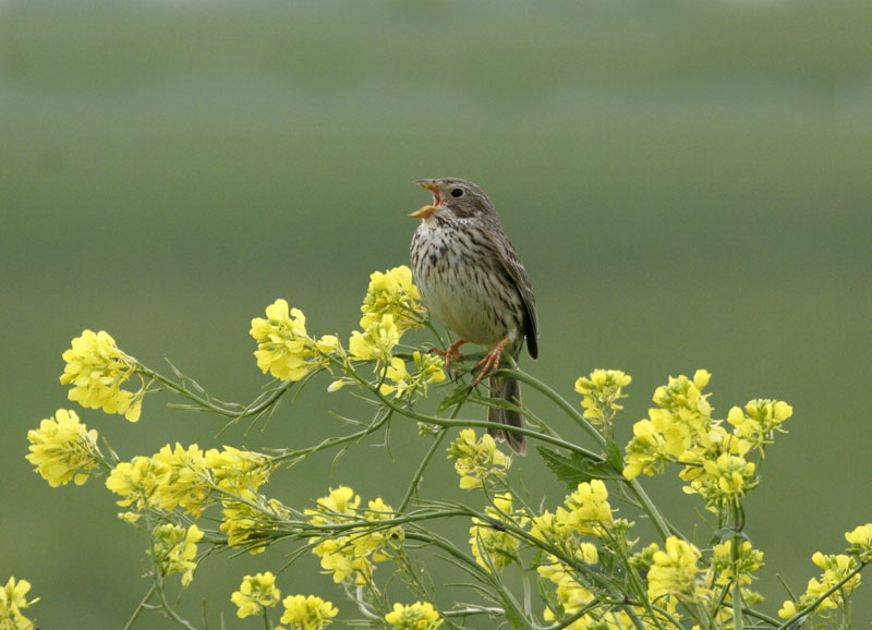 Corn Bunting