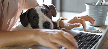 Homeworking with dog on lap