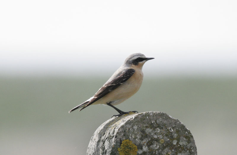 Wheatear