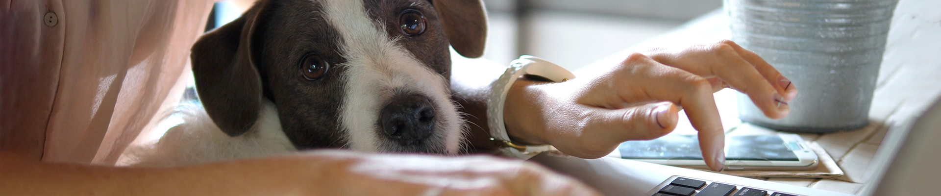 Homeworking with dog on lap