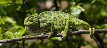 Chameleon