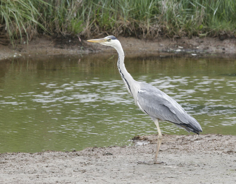 Grey Heron