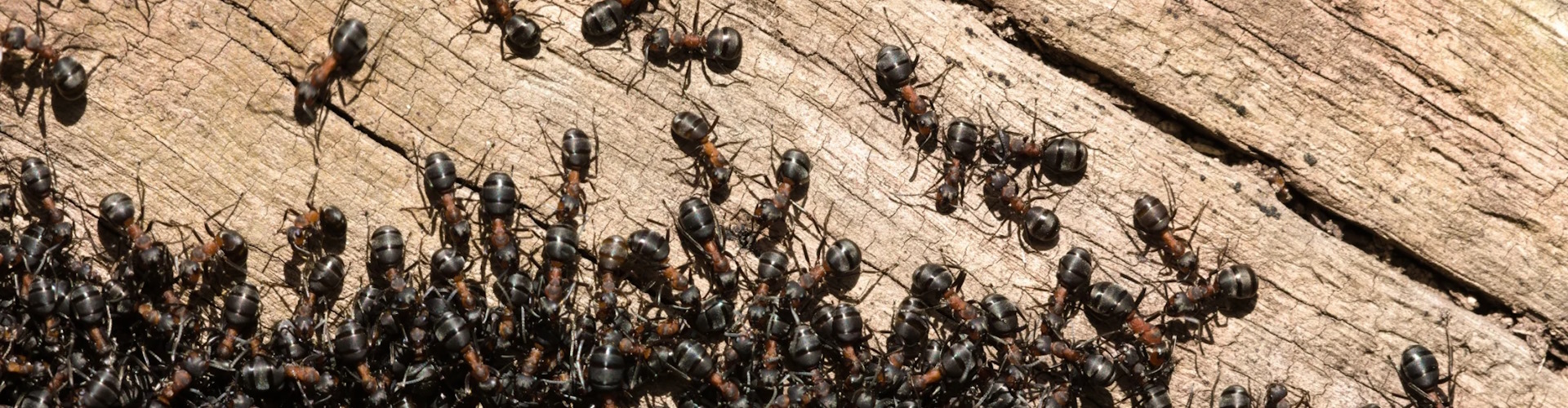 A colony of ants on a log (Image Source: Shutterstock)