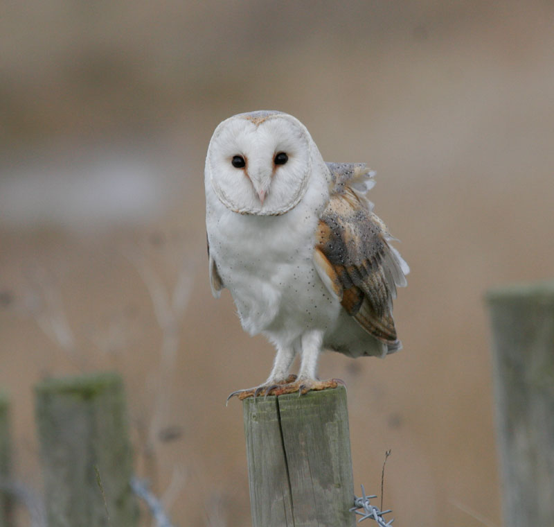 Barn Owl