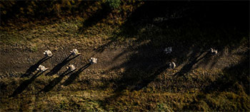 Birds eye view of soldiers during an operation