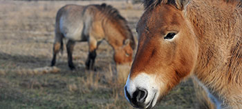 Environmental stewardship