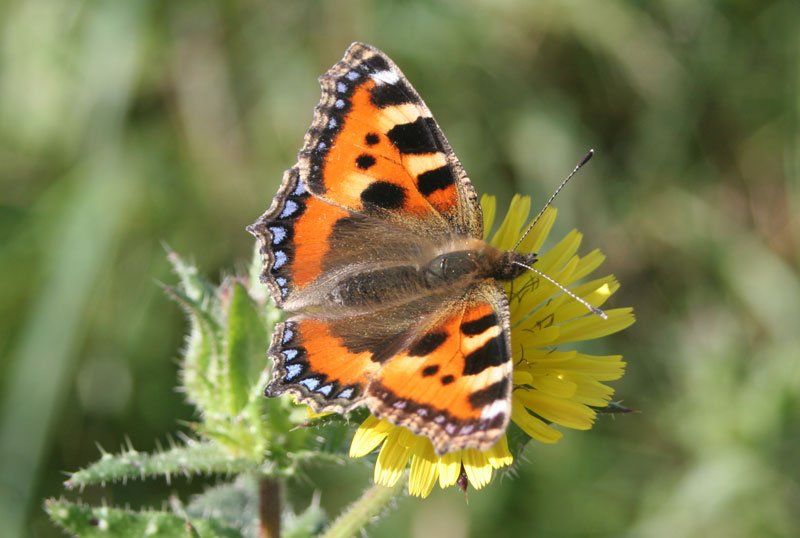 Tortoiseshell Butterfly