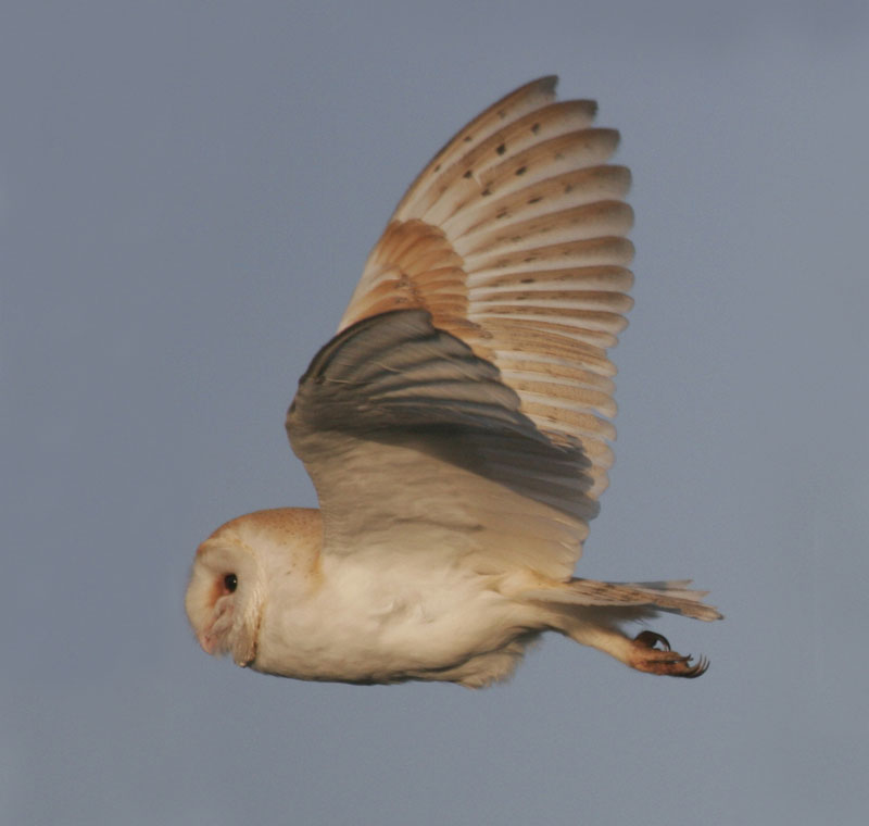Barn Owl
